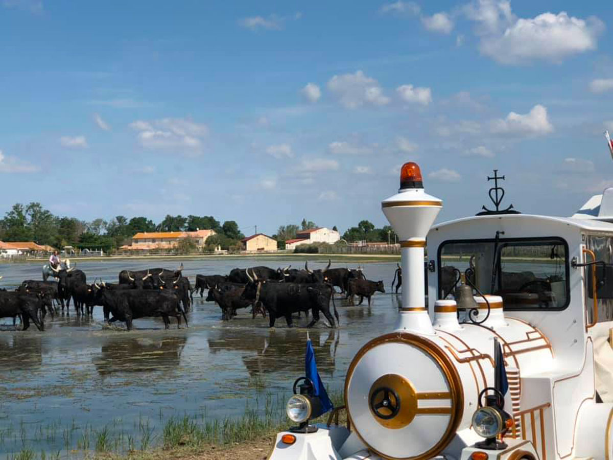 camargue-trains-touristiques